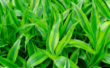 Dracena 703 0 029 Dracena_ok